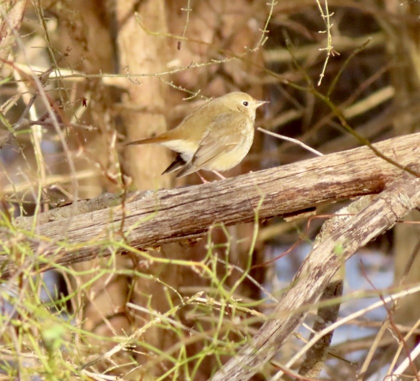 Hermit Thrush - ML613918220
