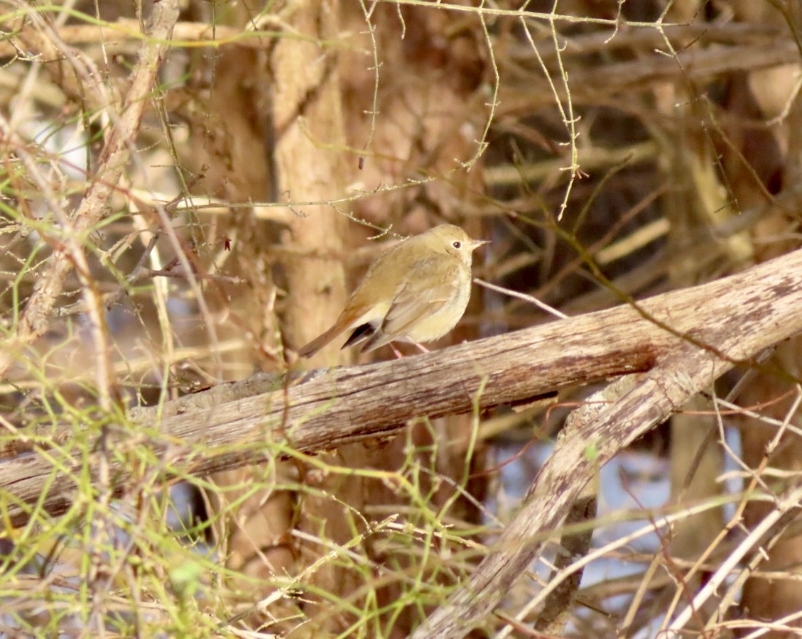 Hermit Thrush - ML613918221