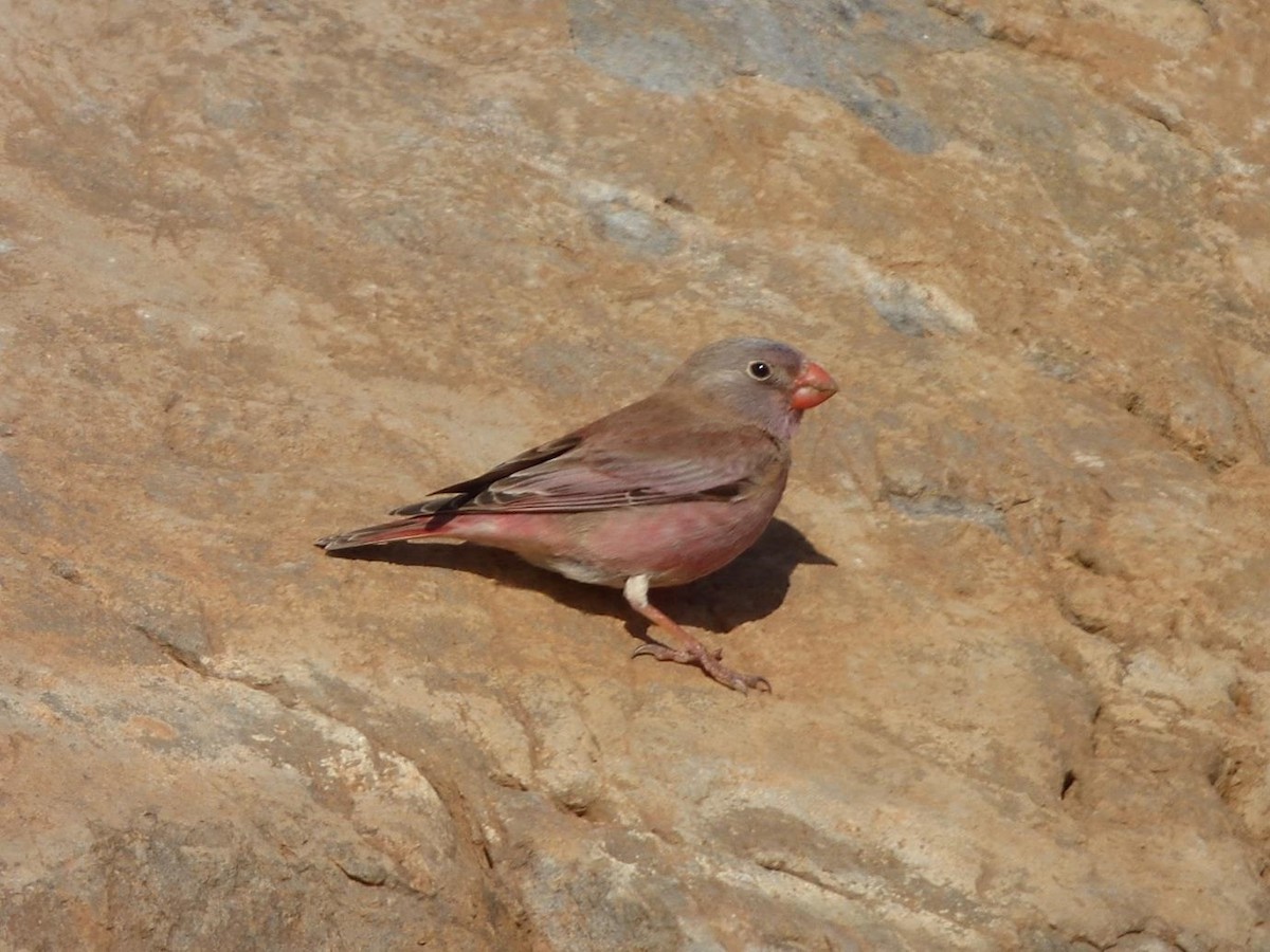 Trumpeter Finch - Barry Reed