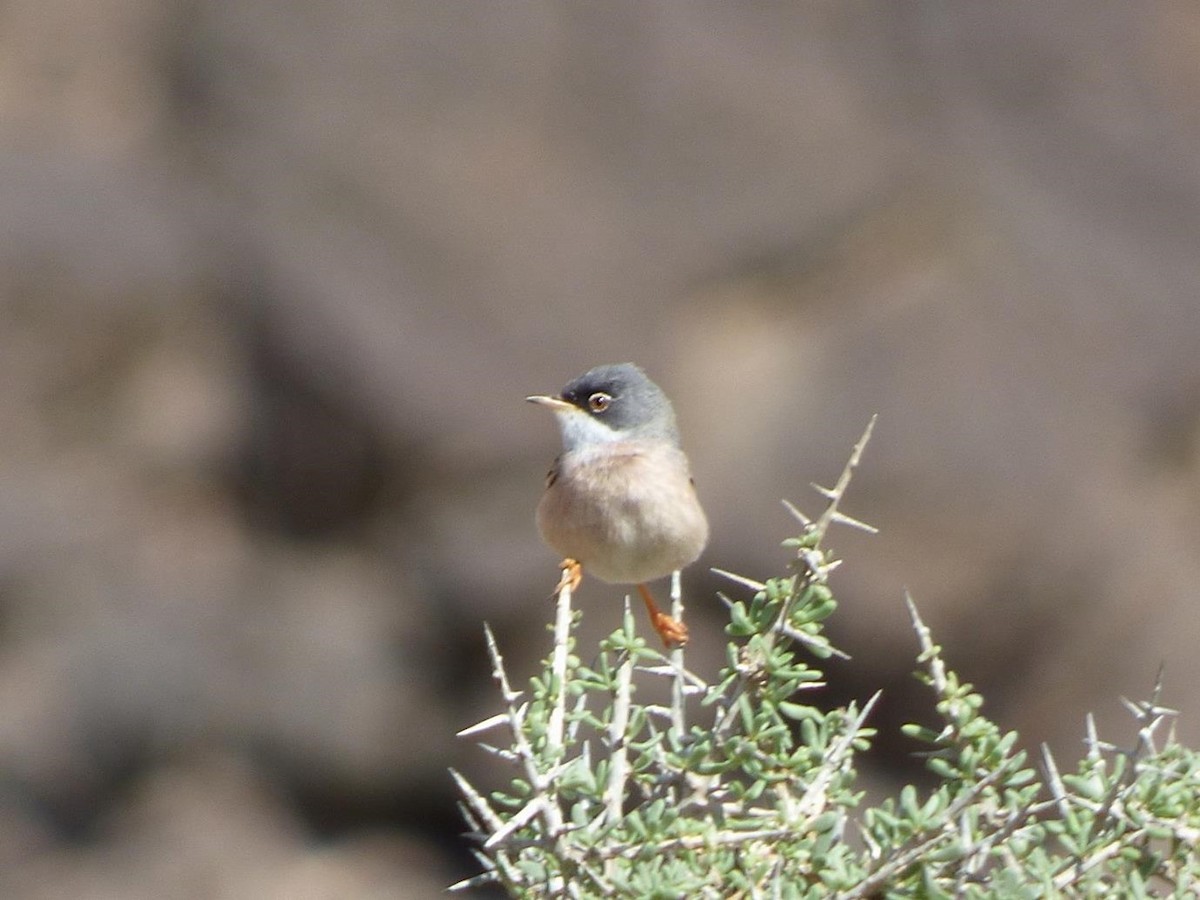 Spectacled Warbler - Barry Reed