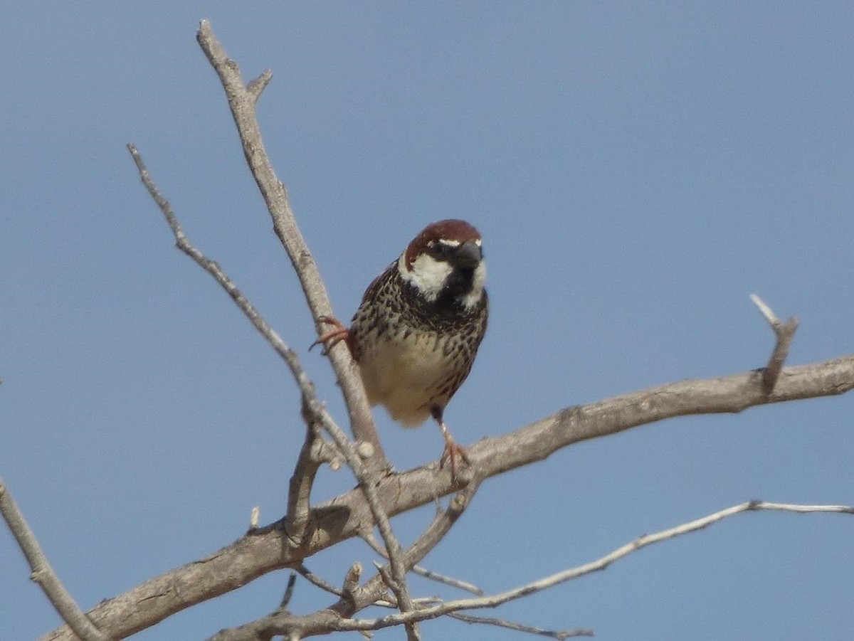 Spanish Sparrow - Barry Reed