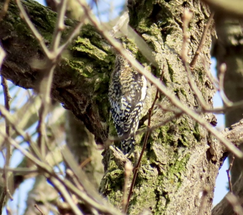 Yellow-bellied Sapsucker - ML613918255