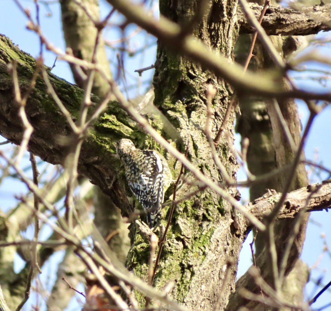 Yellow-bellied Sapsucker - ML613918256