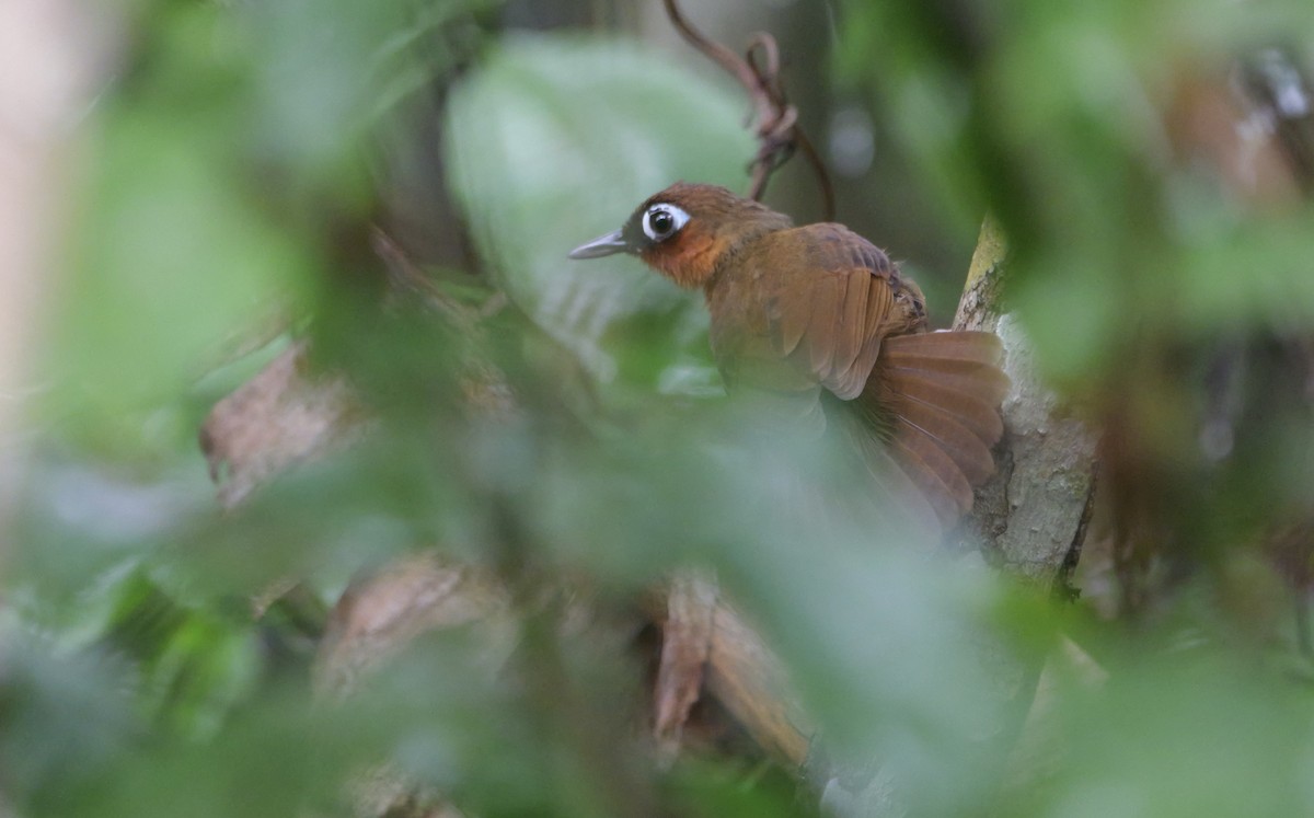 Rufous-throated Antbird - Micah Riegner