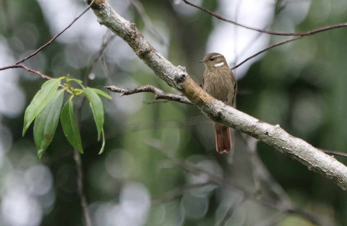 Slender-billed Xenops - ML613918359