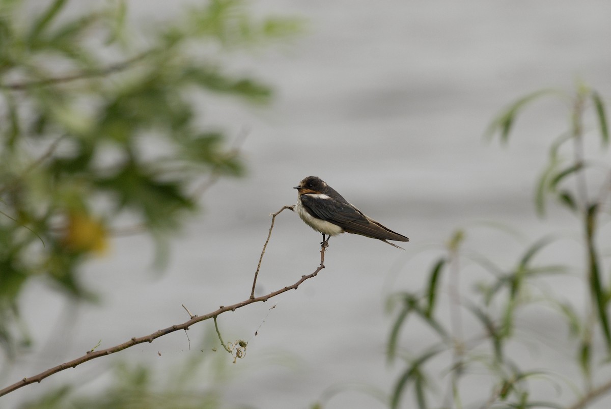 Golondrina Común - ML613918393