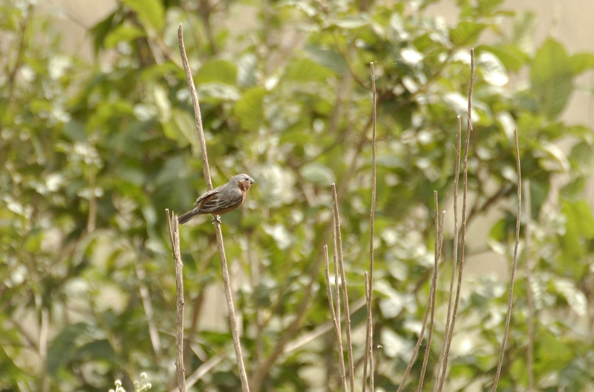 Rufous-rumped Seedeater - Maxime Zucca