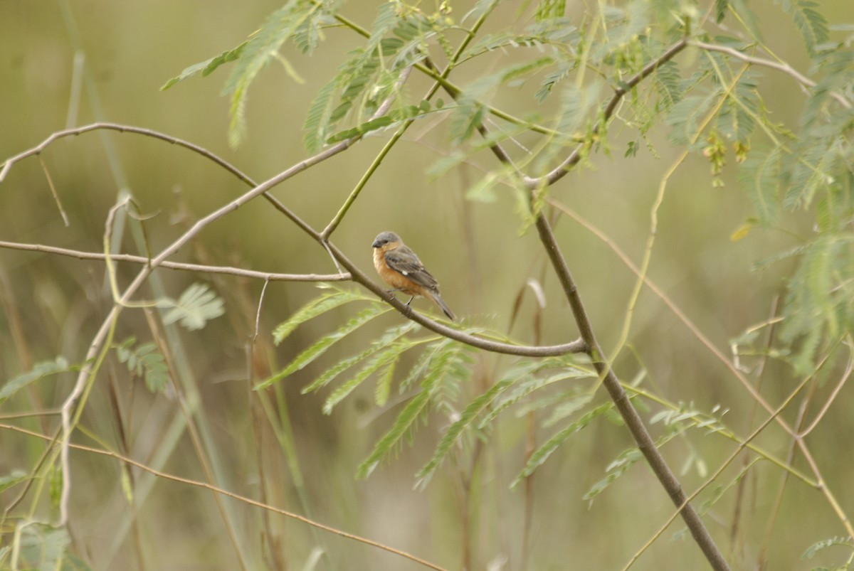 Semillero Ventricanela - ML613918520