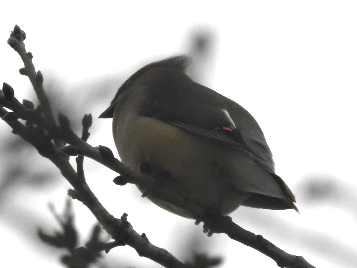 Cedar Waxwing - ML613918740