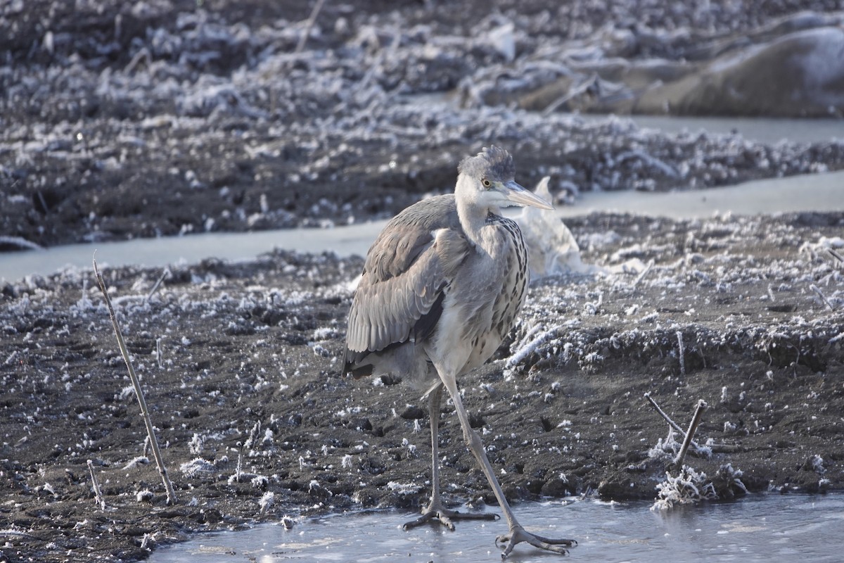 Gray Heron - ML613918830