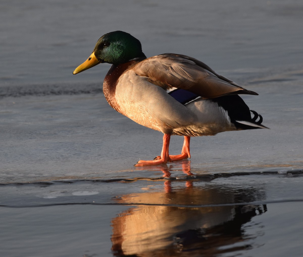 Canard colvert - ML613918842