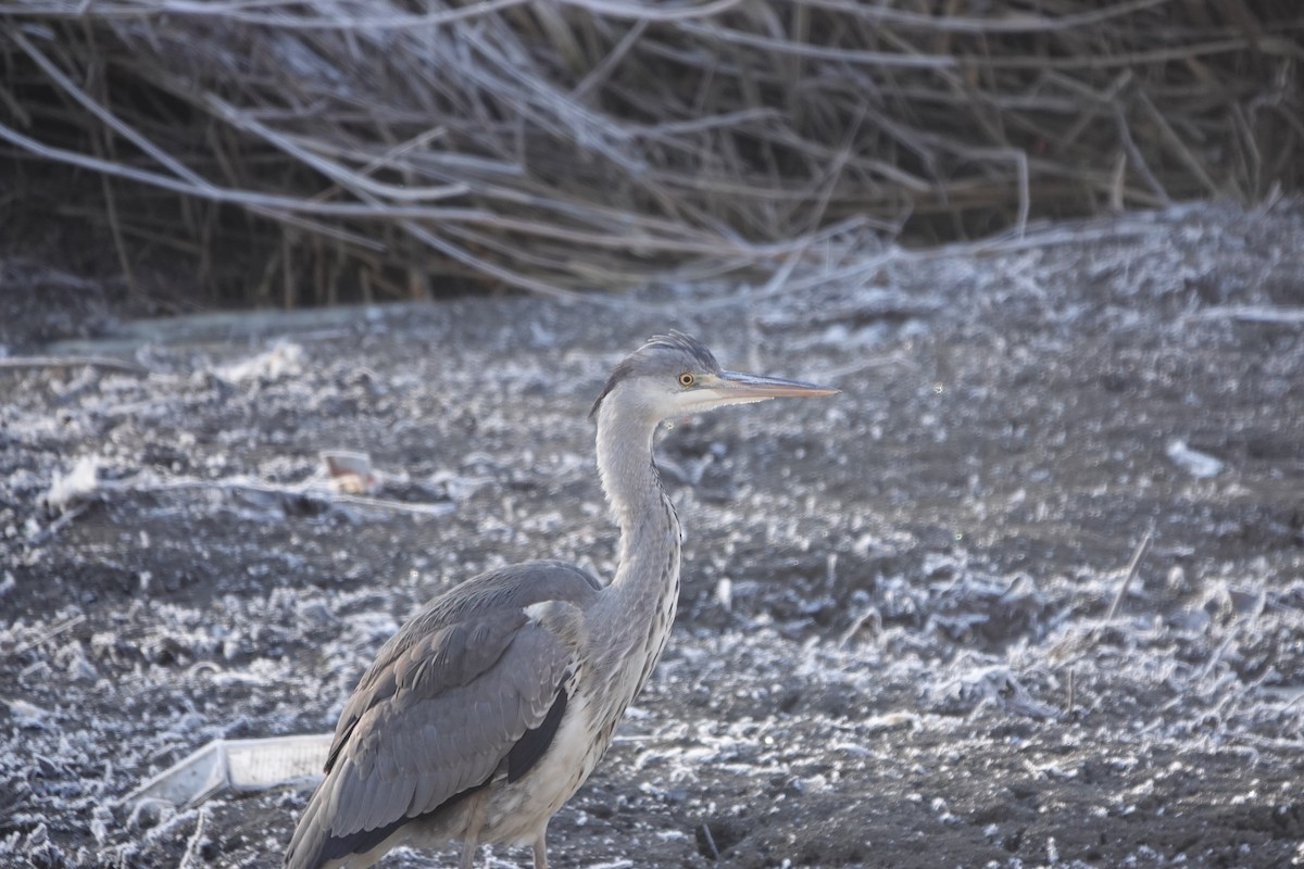 Gray Heron - Samuel Levy