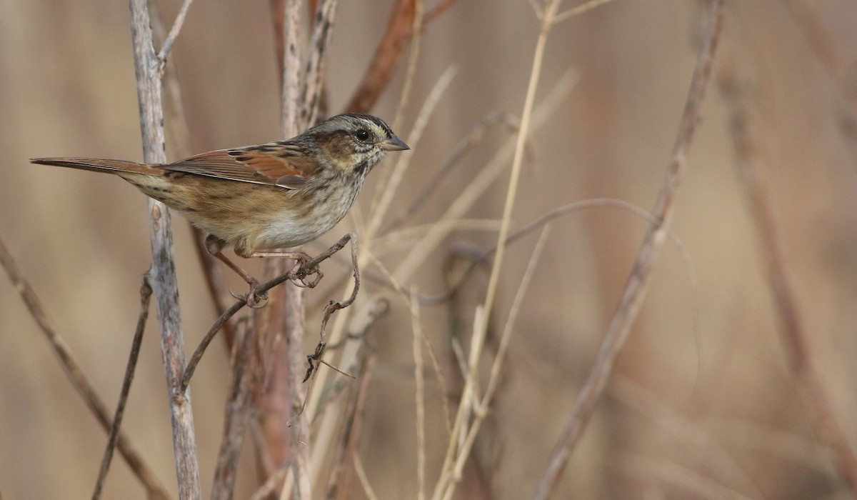 Swamp Sparrow - ML613918895