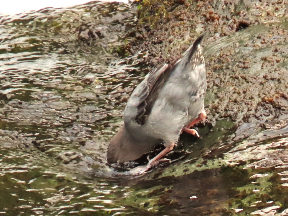 American Dipper - ML613918945