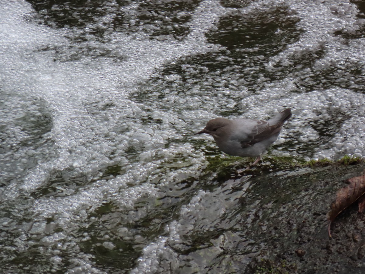 American Dipper - ML613918947