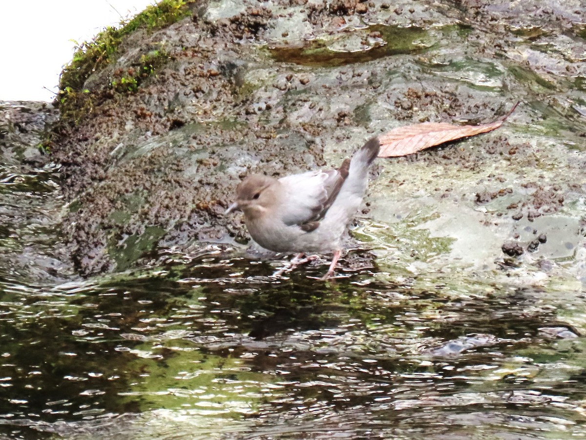 American Dipper - ML613918951