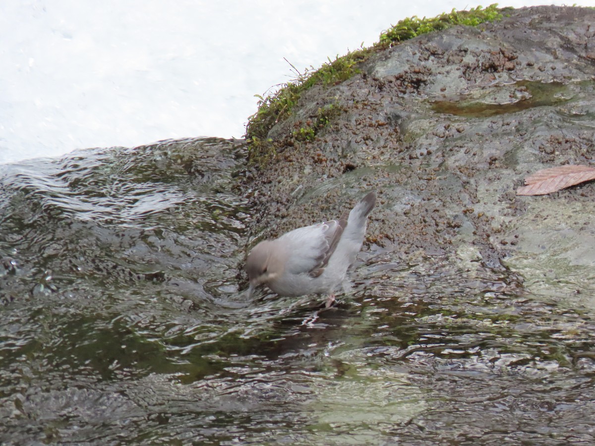 American Dipper - ML613918953