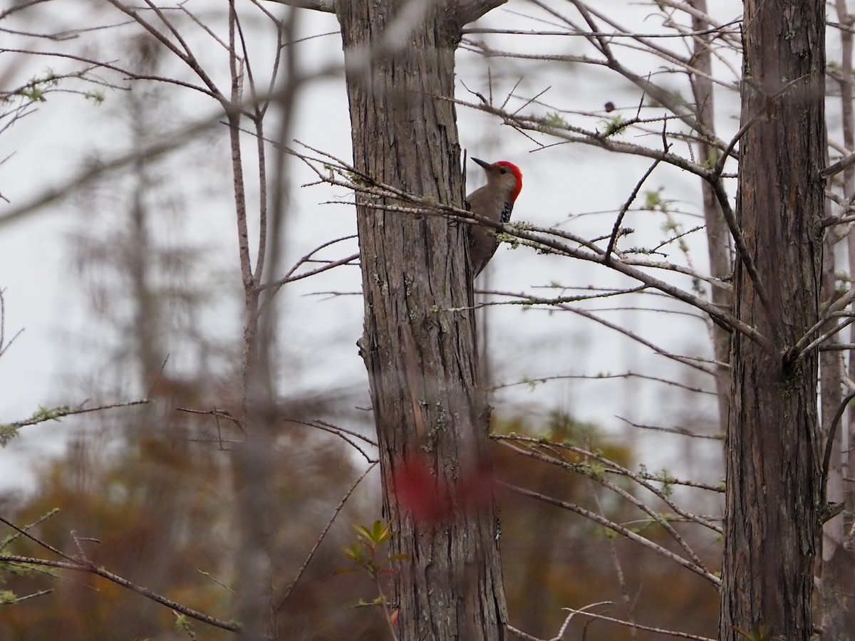 Red-bellied Woodpecker - ML613919052