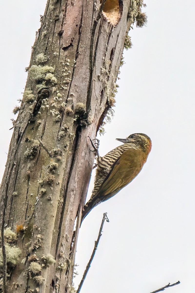 Bar-bellied Woodpecker - Emily Turteltaub Nelson