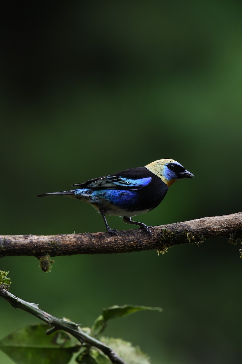 Golden-hooded Tanager - ML613919159