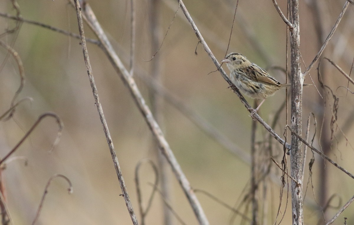 LeConte's Sparrow - ML613919163