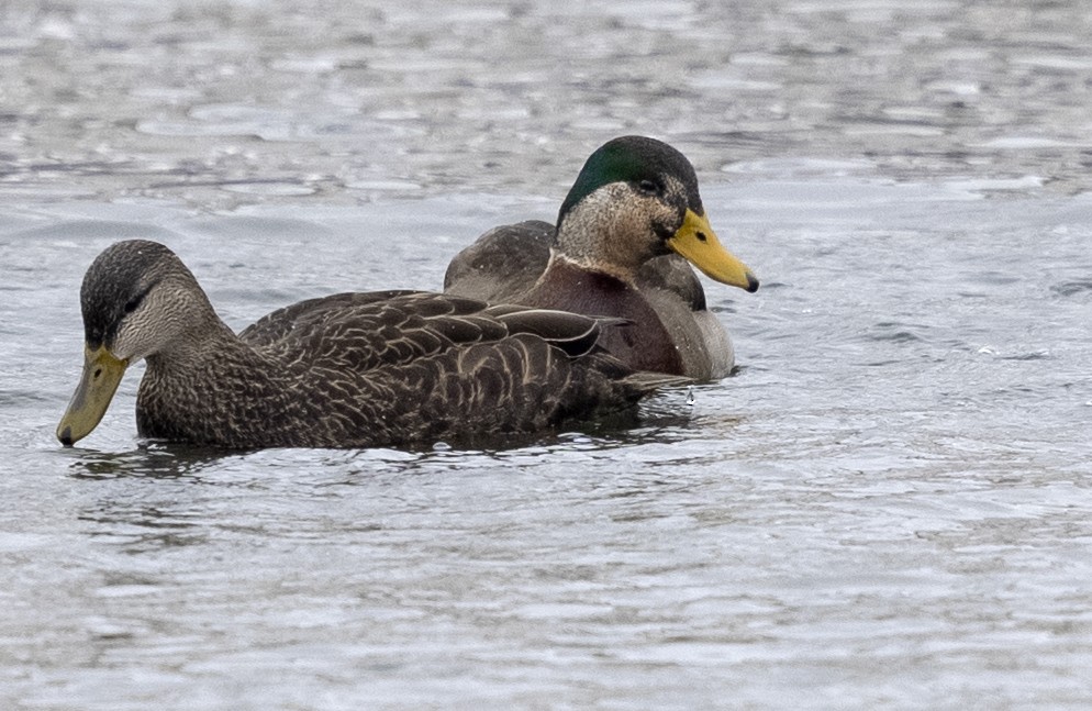 Mallard x American Black Duck (hybrid) - ML613919180