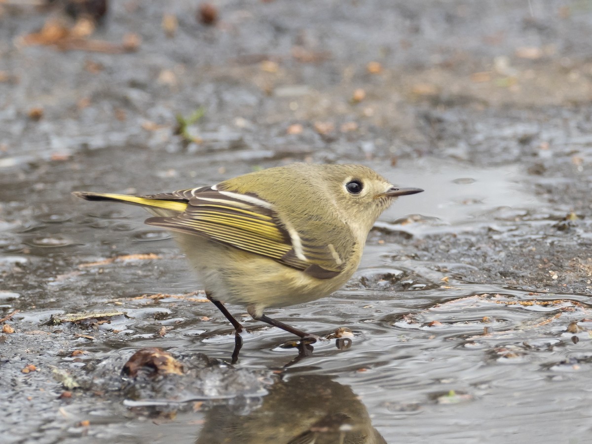 Ruby-crowned Kinglet - Christopher Unsworth