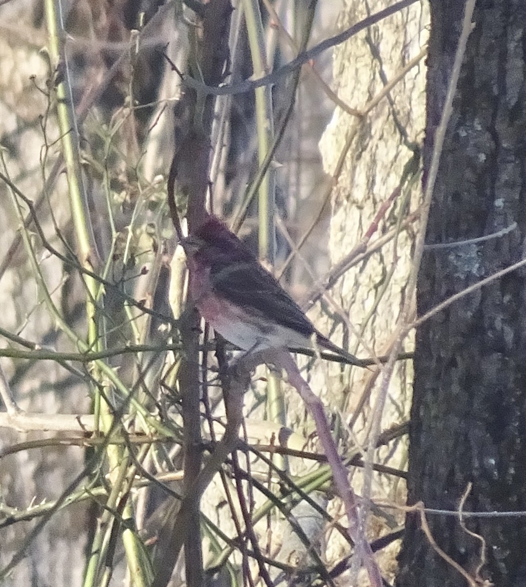 Purple Finch - EM Ganin