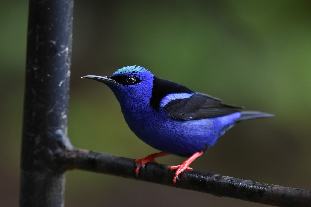 Red-legged Honeycreeper - ML613919231