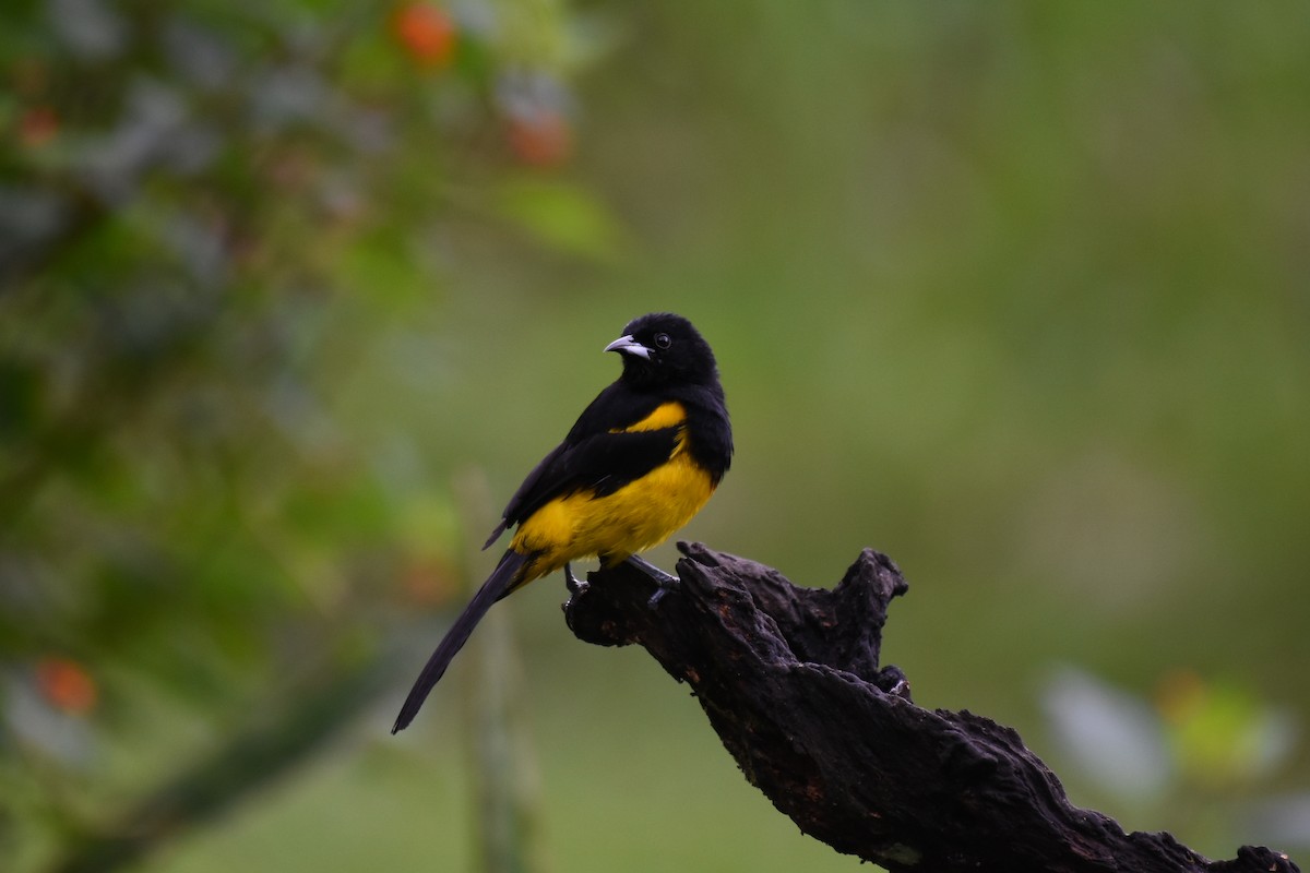Black-cowled Oriole - ML613919255