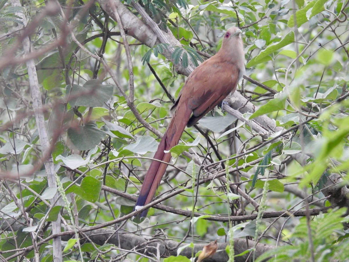 Squirrel Cuckoo - ML613919266