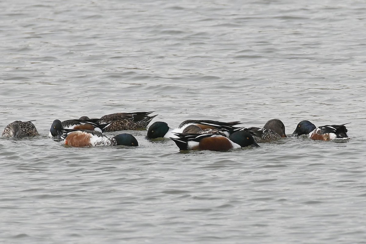 Northern Shoveler - William Calbeck