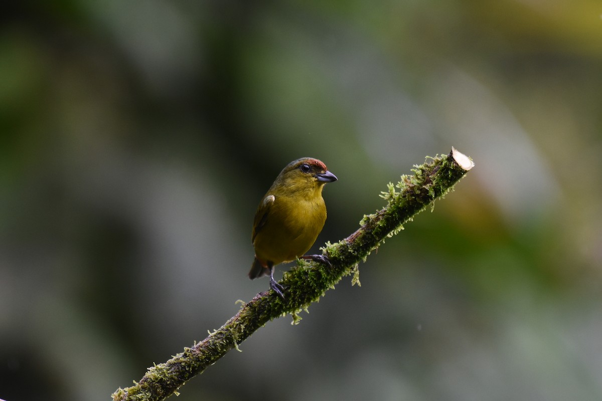 libohlásek Gouldův - ML613919281