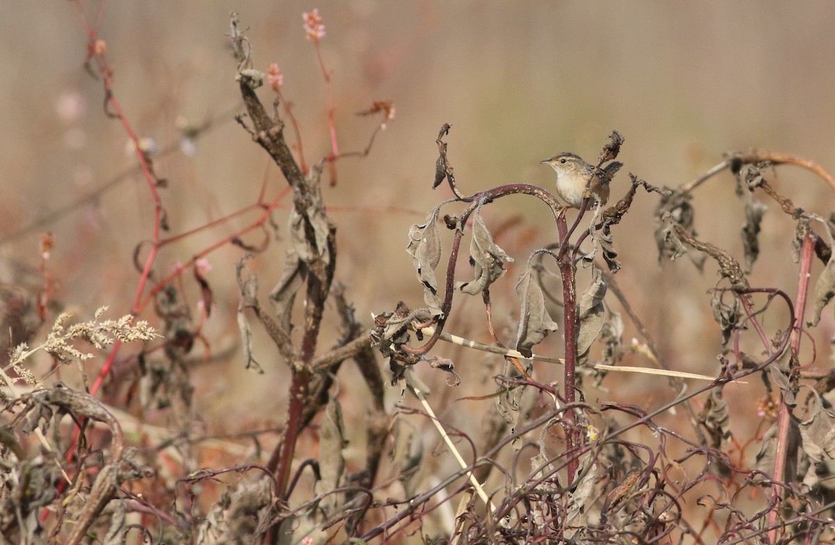 Sedge Wren - ML613919283