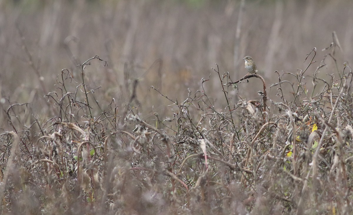 Lincoln's Sparrow - ML613919319