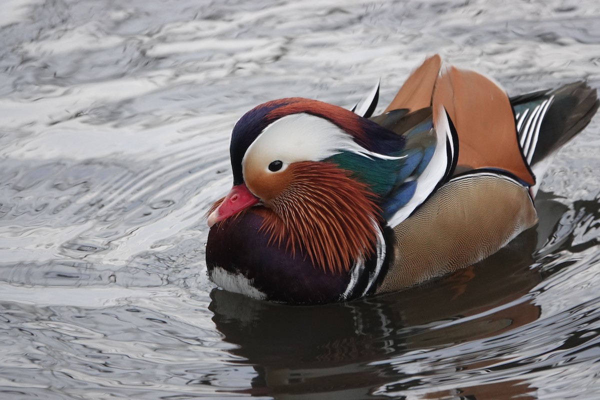 Mandarin Duck - ML613919329