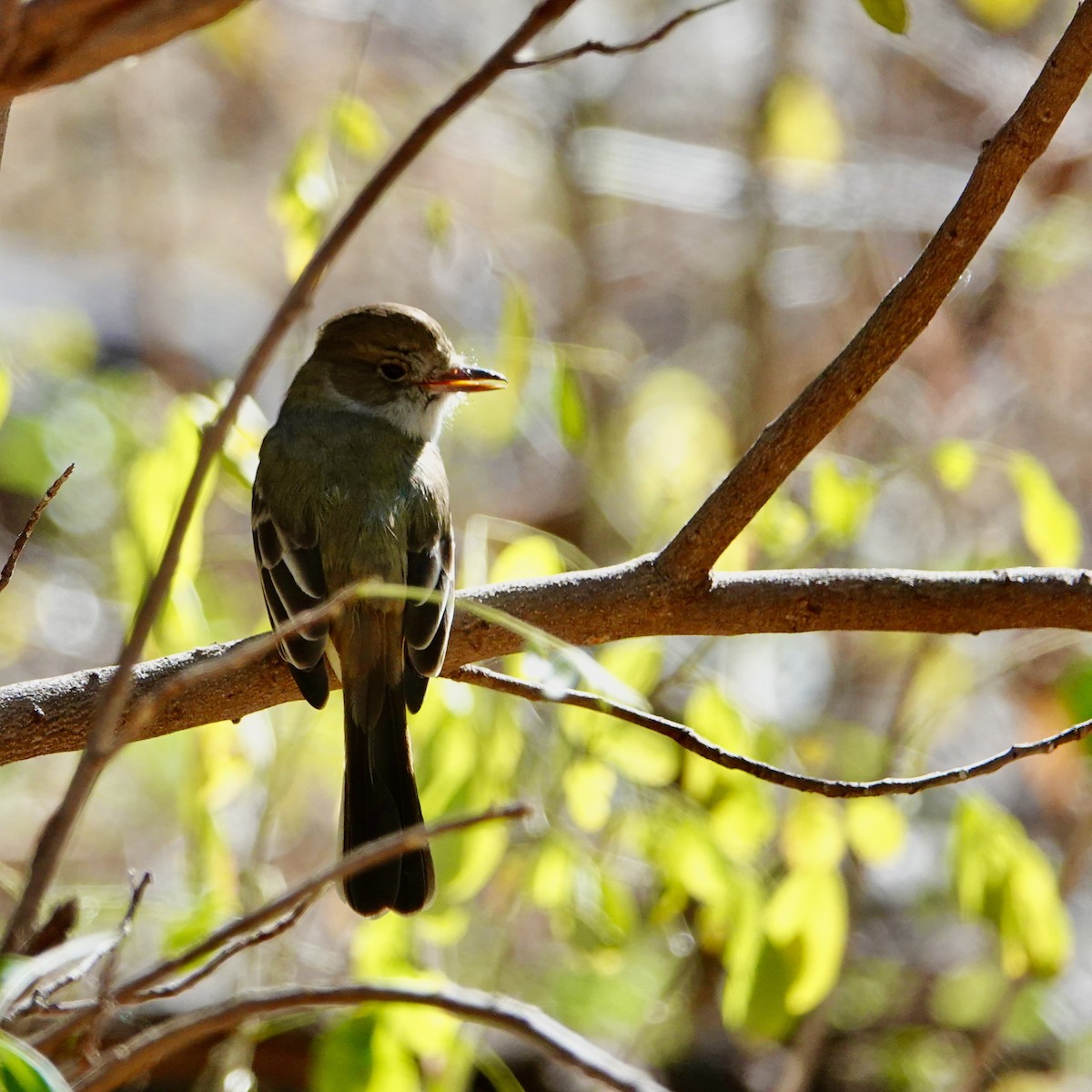 Nutting's Flycatcher - ML613919347