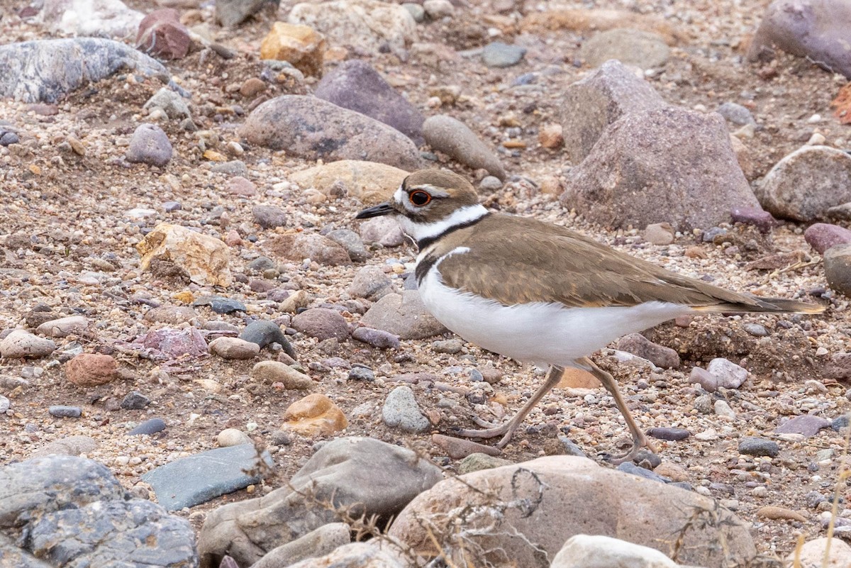 Killdeer - ML613919386