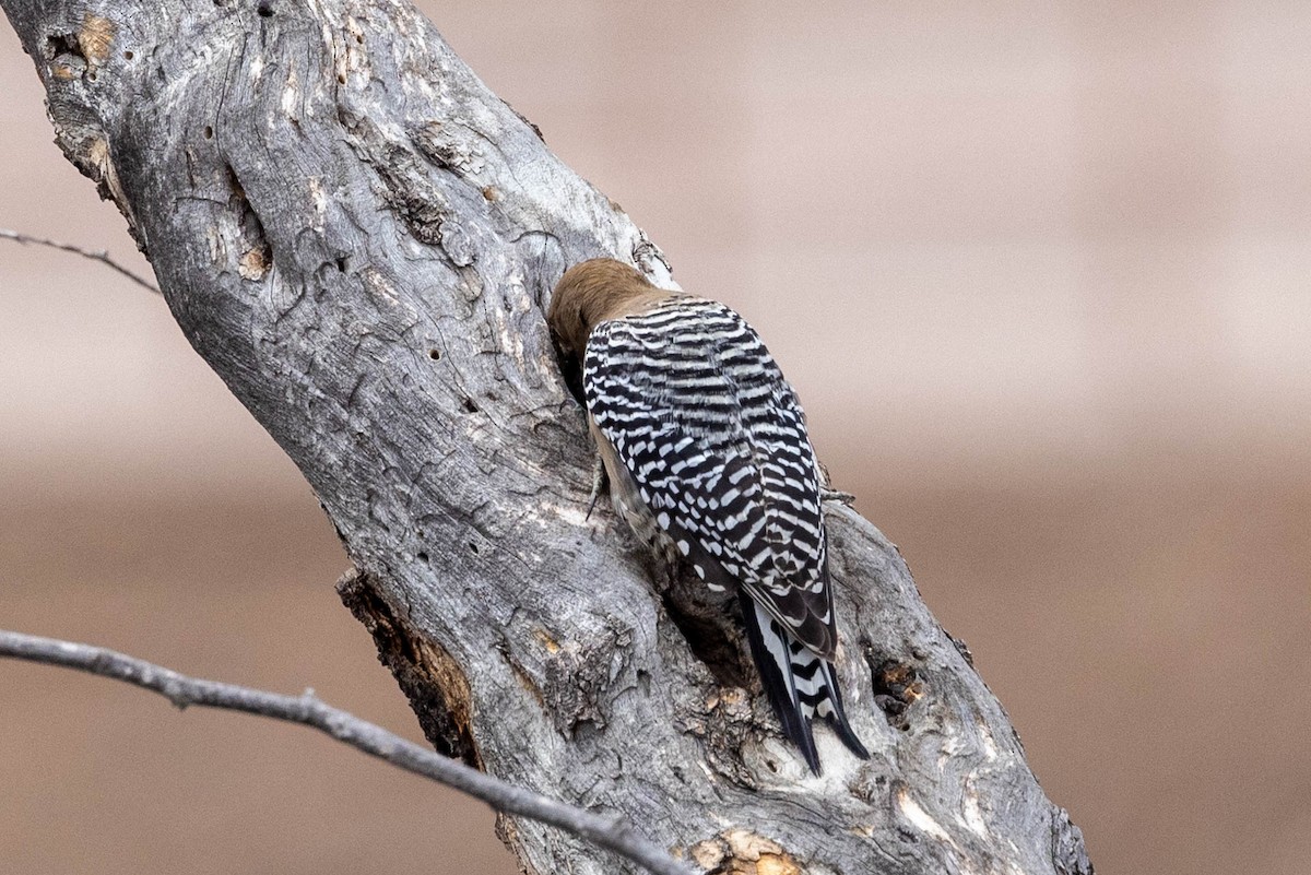 Gila Woodpecker - ML613919397