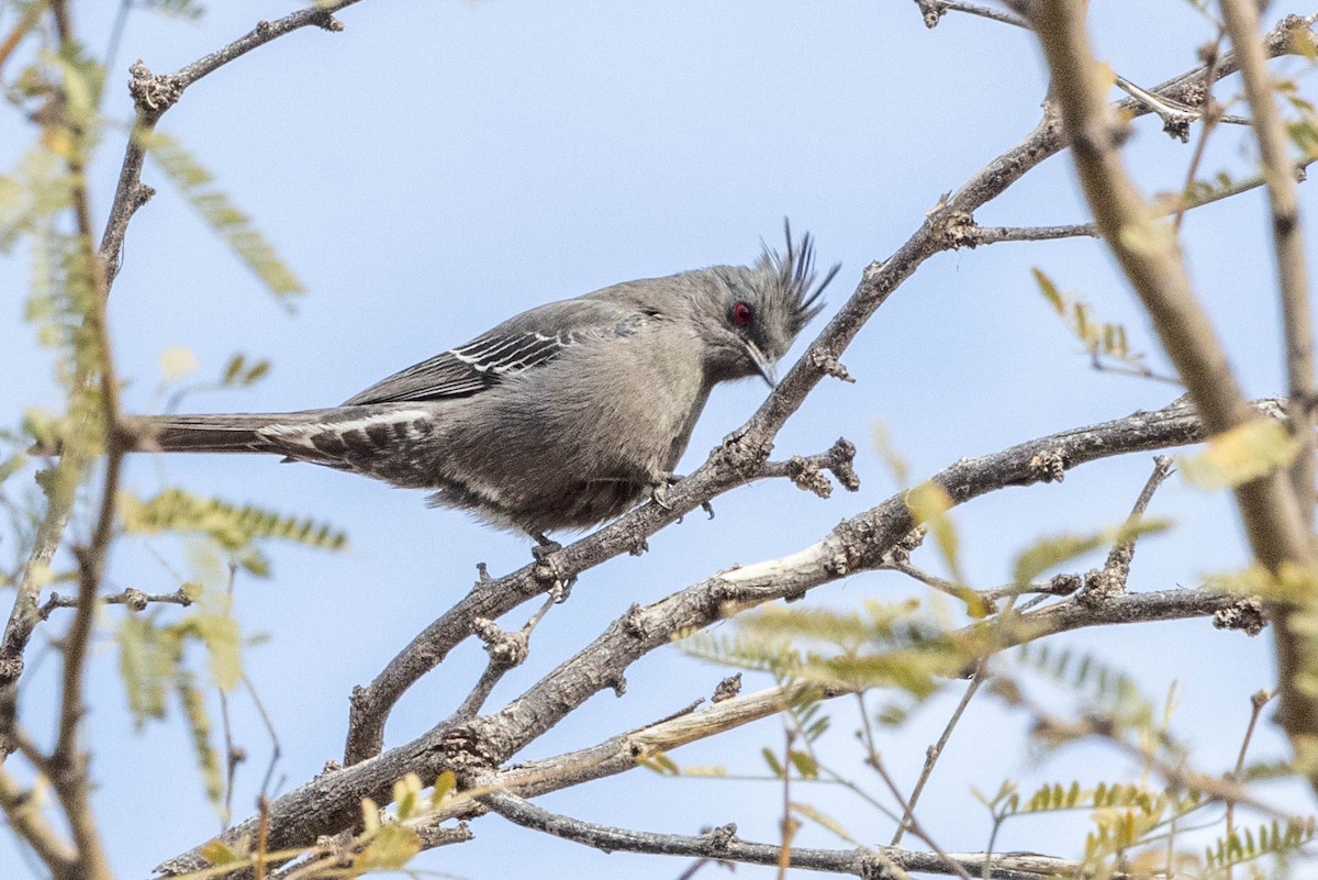 Kara Faynopepla - ML613919403