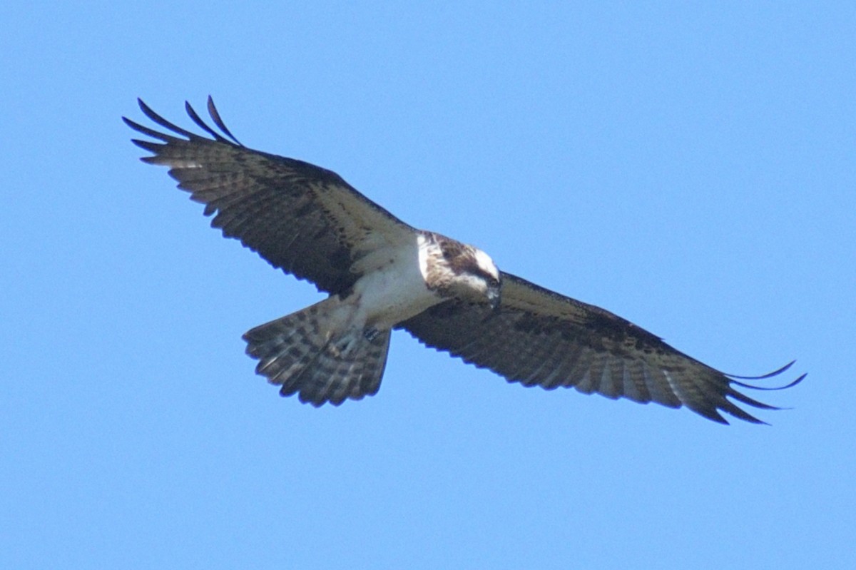 Osprey - Jorge  Safara