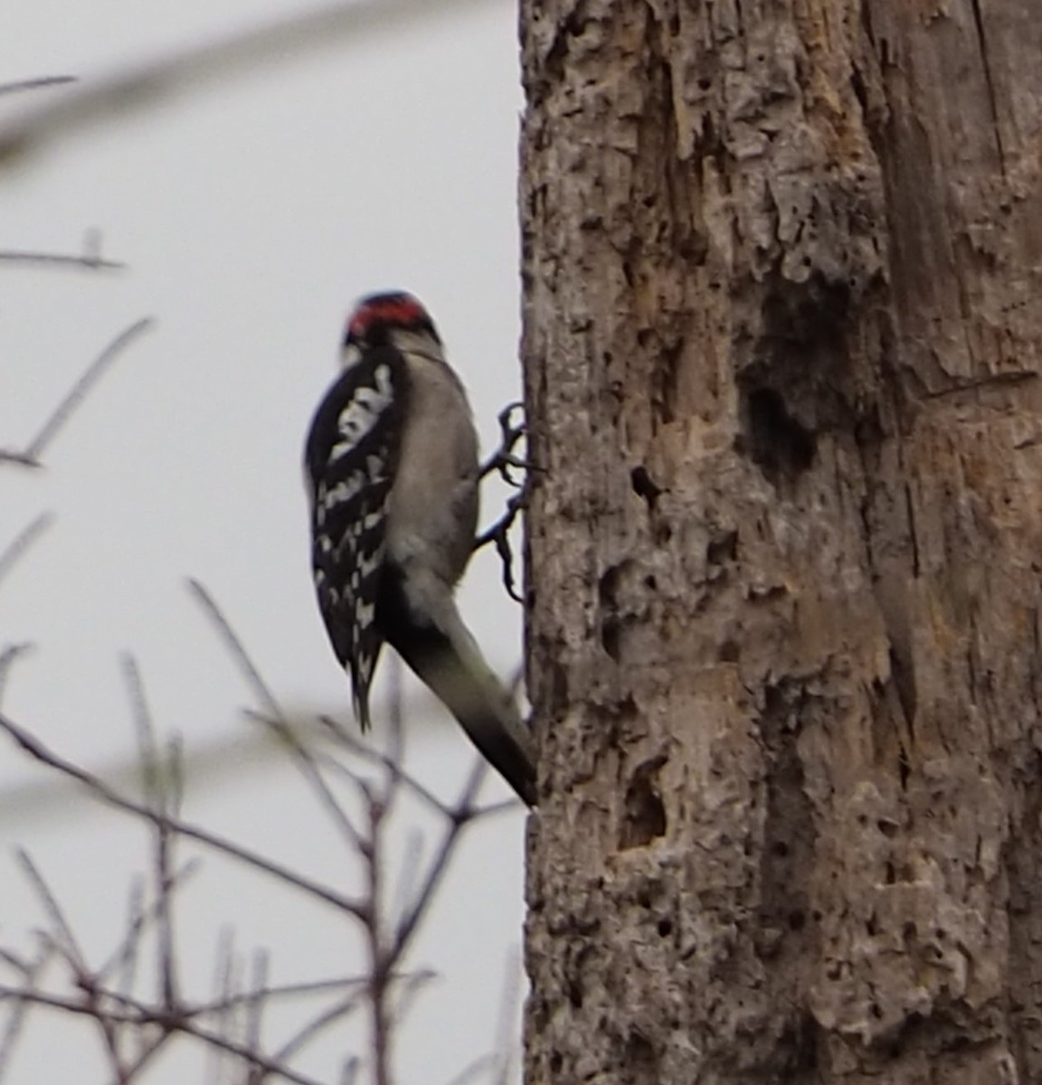 Downy Woodpecker - ML613919418