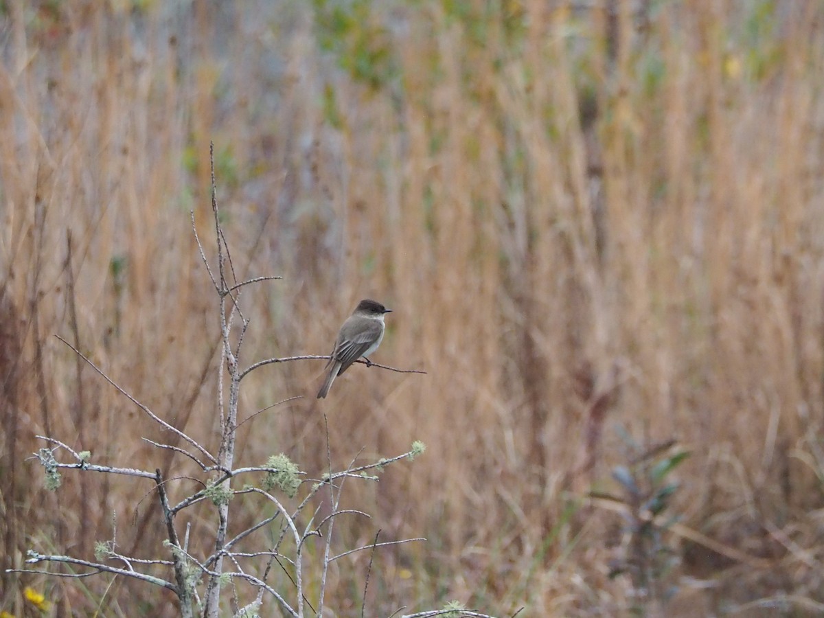 Eastern Phoebe - ML613919431