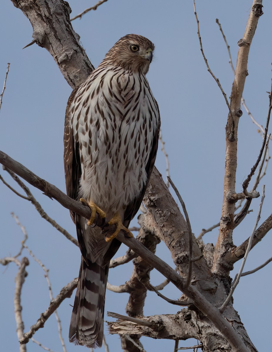 Cooper's Hawk - Jan Allen