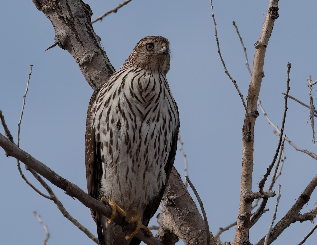 Cooper's Hawk - ML613919437