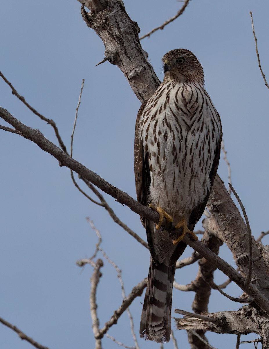 Cooper's Hawk - Jan Allen