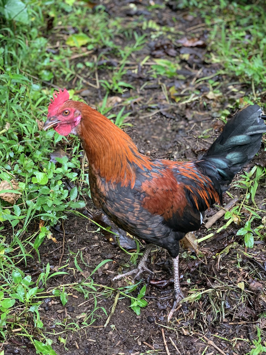 תרנגול בר (מבוית) - ML613919470