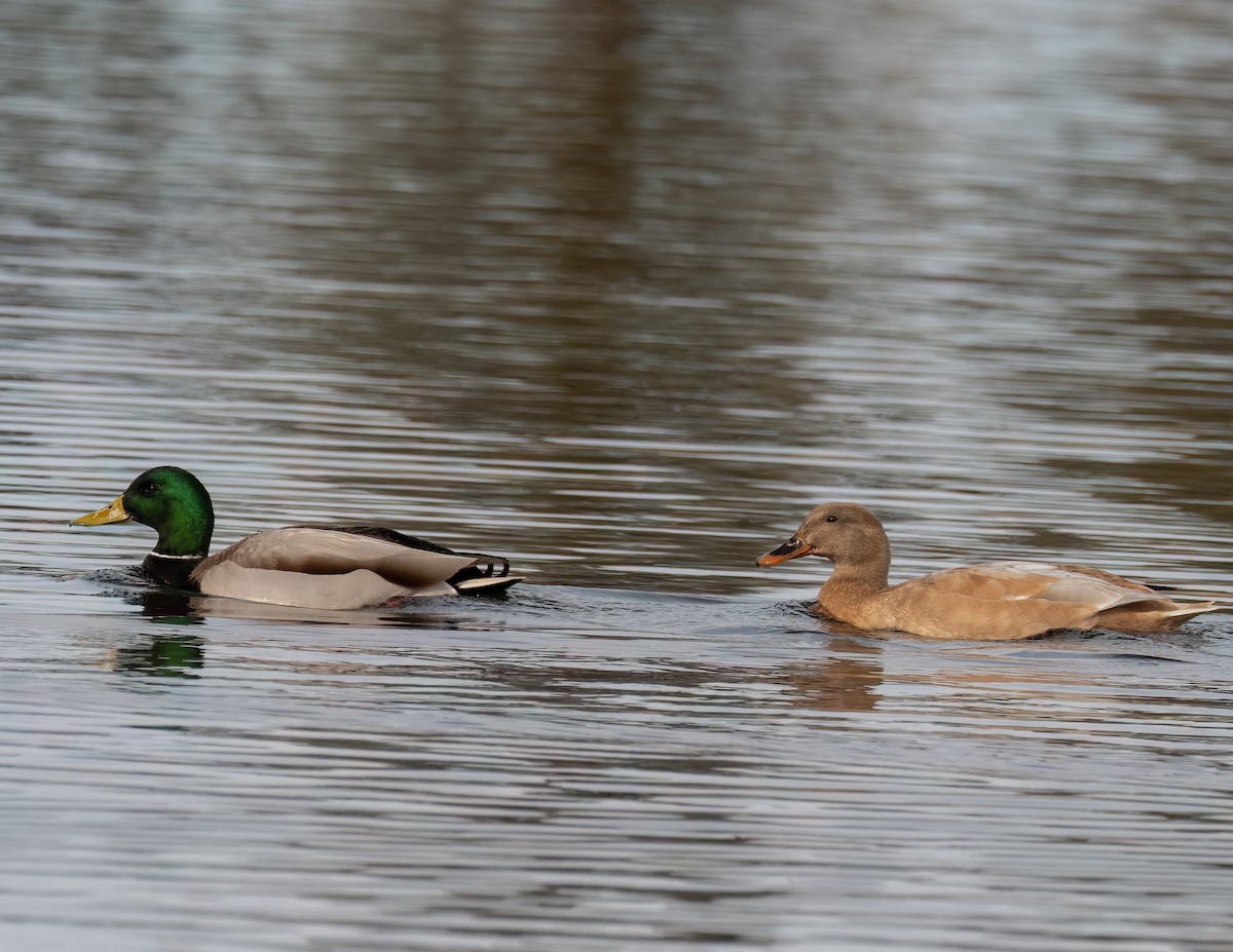 Mallard (Domestic type) - ML613919500