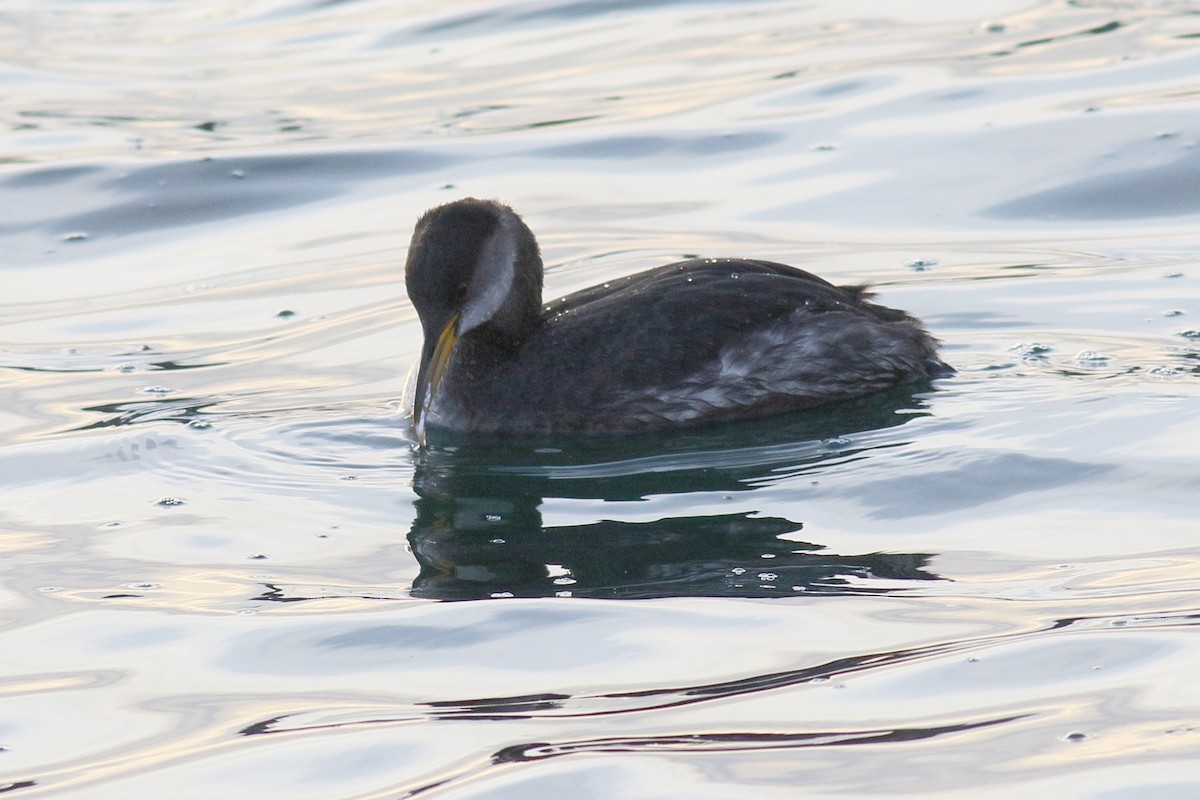 Red-necked Grebe - ML613919517