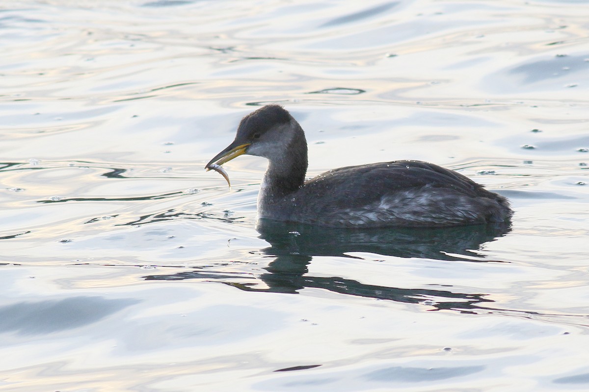 Red-necked Grebe - ML613919518